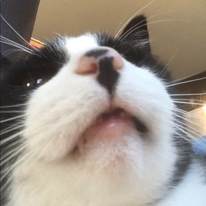 Meet your Posher, Isabella